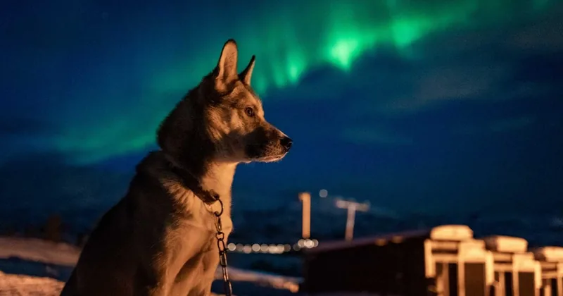 Visita agli husky sotto l'aurora boreale con cena