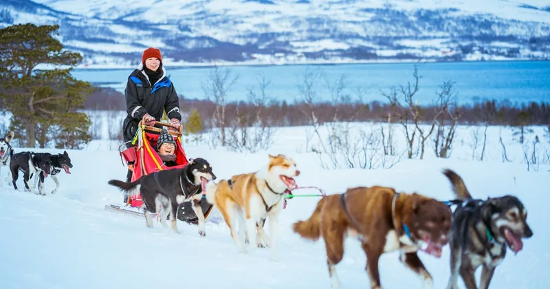 Slitta con husky in autonomia con pranzo tradizionale