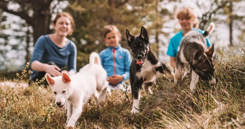 Addestramento dei cuccioli all'allevamento di husky
