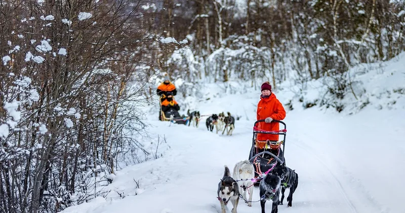 Dog Sledding Day in Tamokdalen