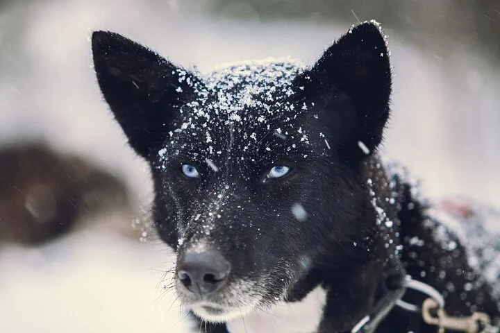 Ein schwarzer Husky mit Schnee im Gesicht und im Fell