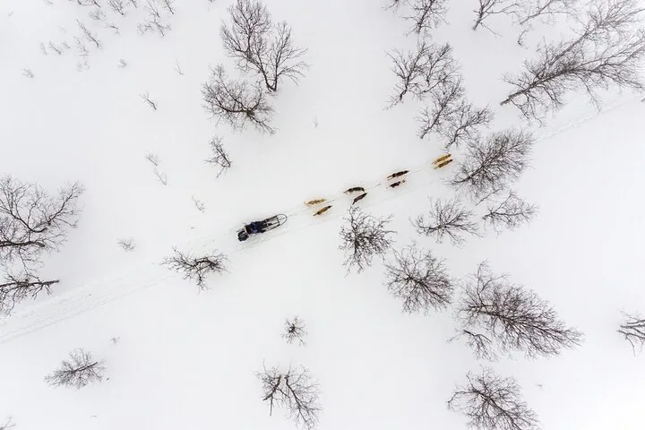 Aerial view of a dog sled team running through snowy birch trees