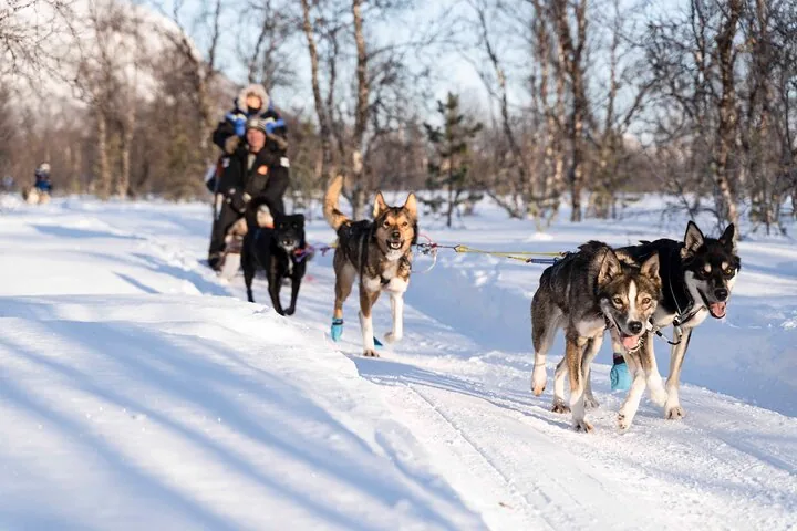 Due ospiti su una slitta trainata da husky attraverso una foresta di betulle innevata