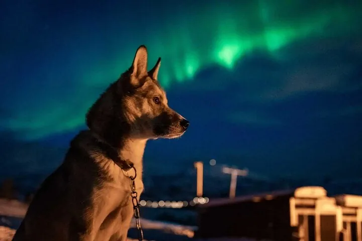 Silhouette d'un husky devant des aurores boréales vertes au chenil