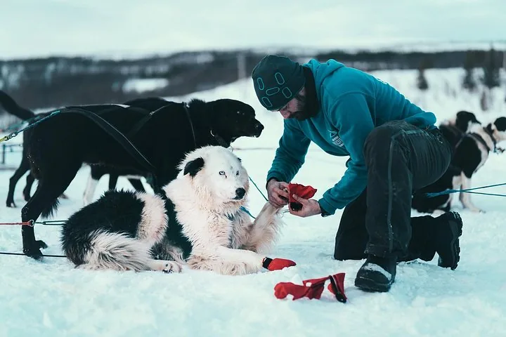 A guide kneeling in the snow fitting gear on a black and white husky, with more dogs around him