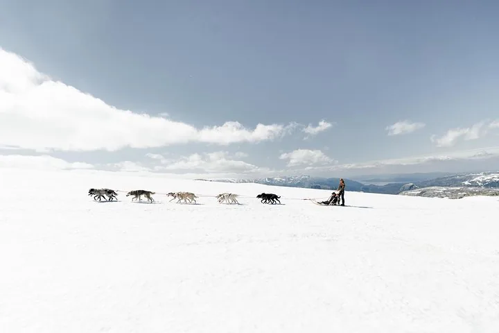 Un solo equipo de huskies arrastrando un trineo por un amplio campo nevado bajo un cielo pálido